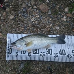 ラージマウスバス