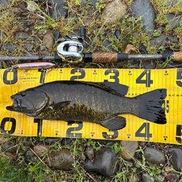 スモールマウスバス