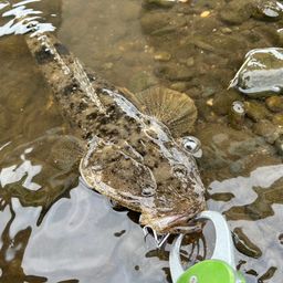 マゴチ