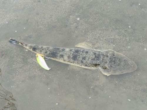 マゴチの釣果