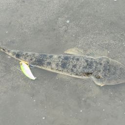 マゴチ