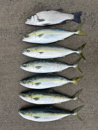 釣果