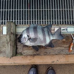 サンバソウ