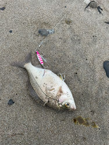 ウミタナゴの釣果