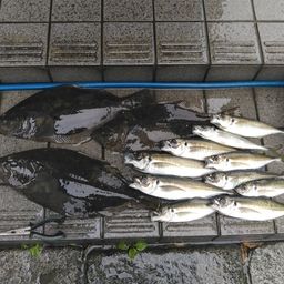 ヒラメ