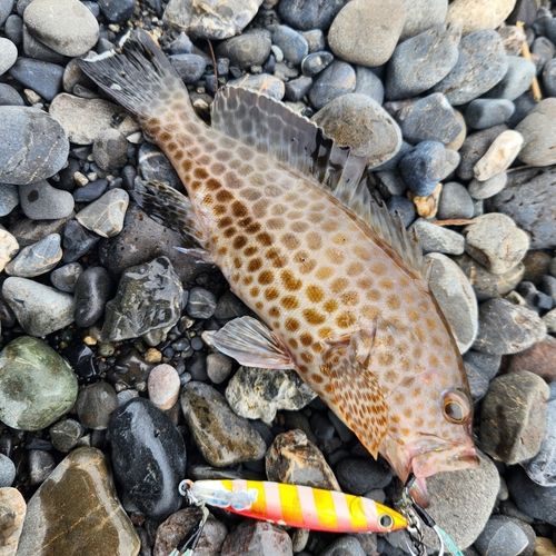 オオモンハタの釣果