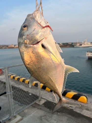 ガーラの釣果
