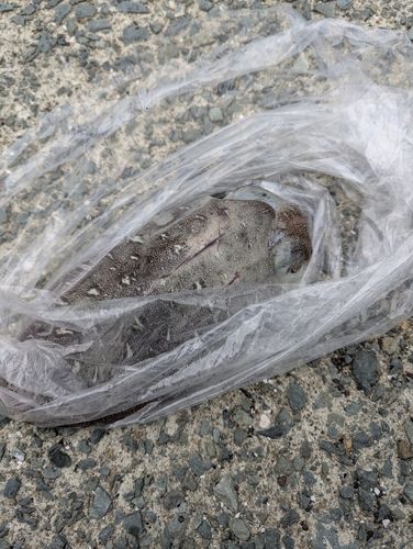 モンゴウイカの釣果