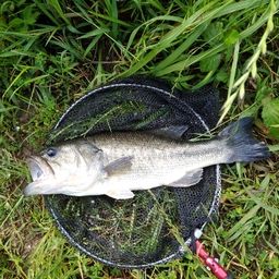 ブラックバス