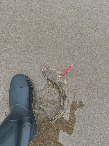 マゴチの釣果