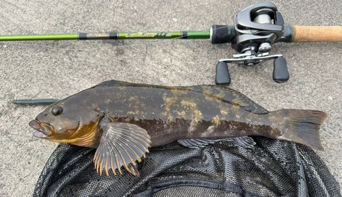 アイナメの釣果