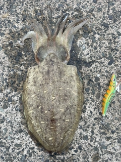 カミナリイカの釣果