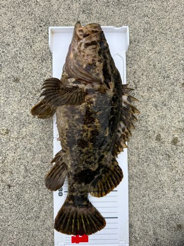 タケノコメバルの釣果