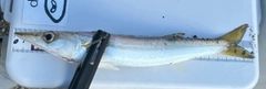 カマスの釣果
