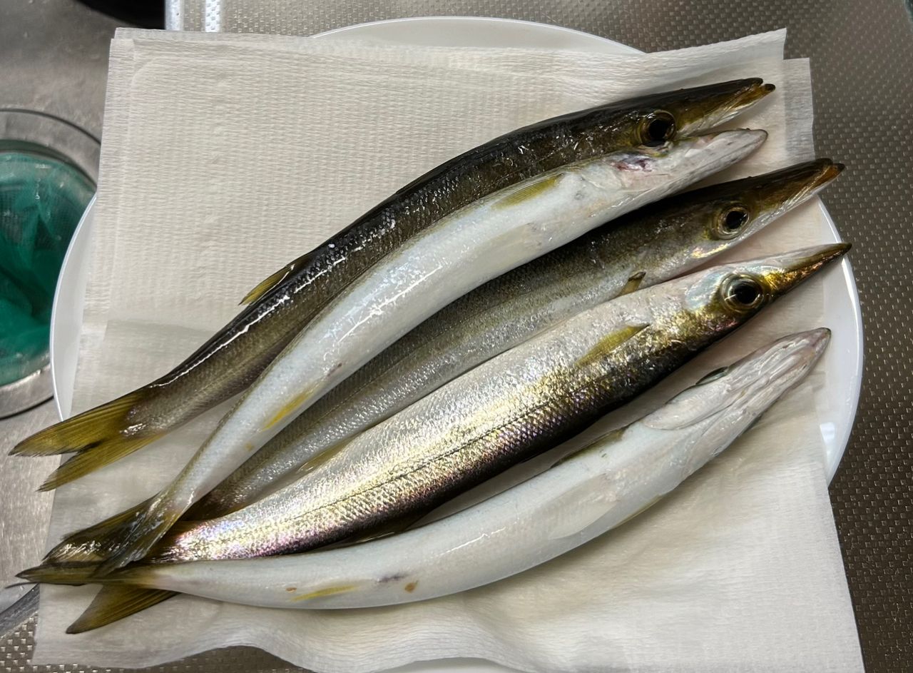 カマス