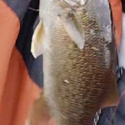 スモールマウスバス