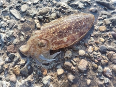 コウイカの釣果