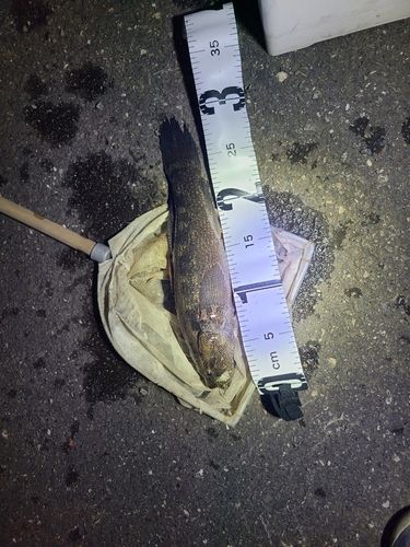 カワアナゴの釣果