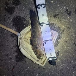 カワアナゴ