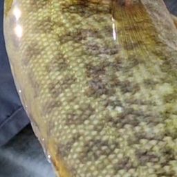 スモールマウスバス