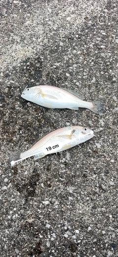 イシモチの釣果
