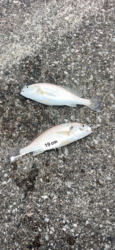 イシモチの釣果