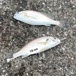 イシモチ
