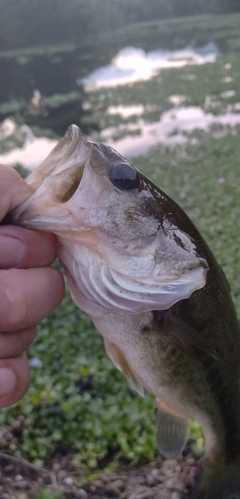 ブラックバスの釣果