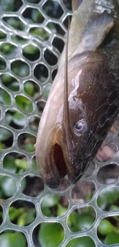 ナマズの釣果