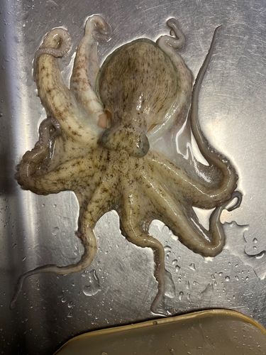 タコの釣果