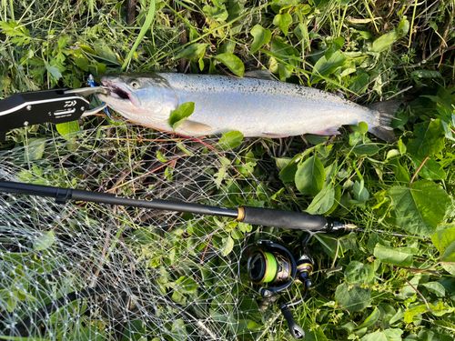 サクラマスの釣果