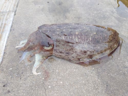コウイカの釣果