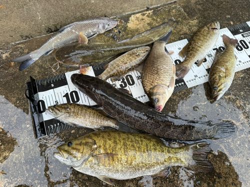 スモールマウスバス