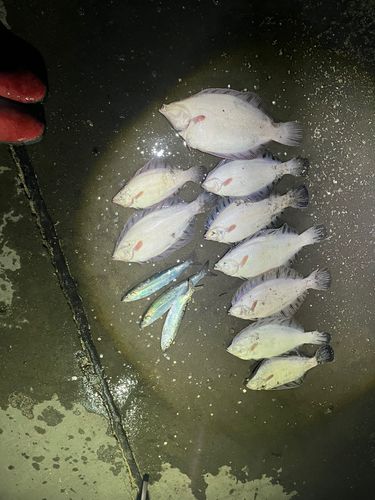 クロガレイの釣果