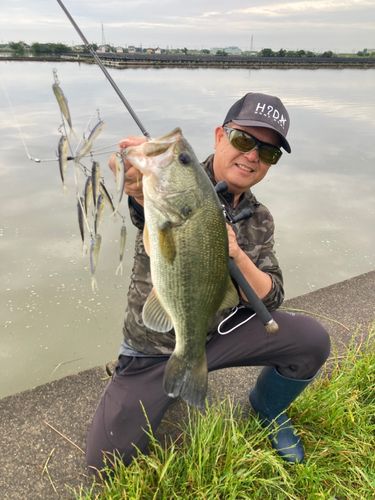 ブラックバスの釣果
