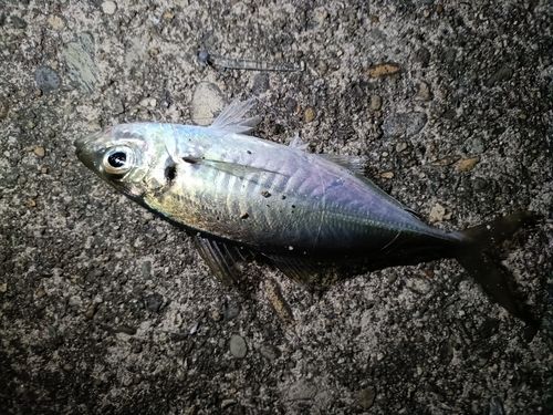 マアジの釣果