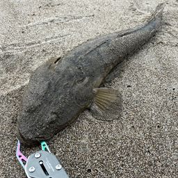 マゴチ