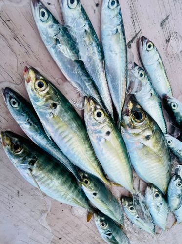 マアジの釣果