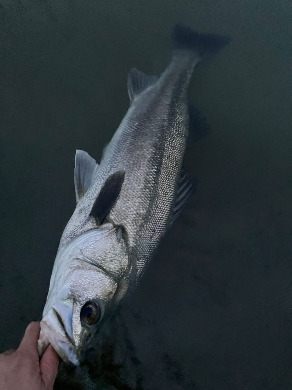 ZENAQ プレジールアンサーの最安値・インプレ・釣果 | 本音の口コミが