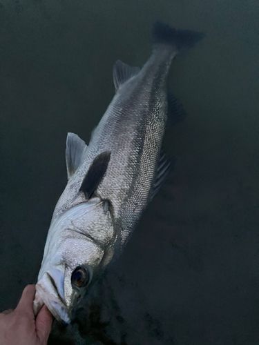 スズキの釣果