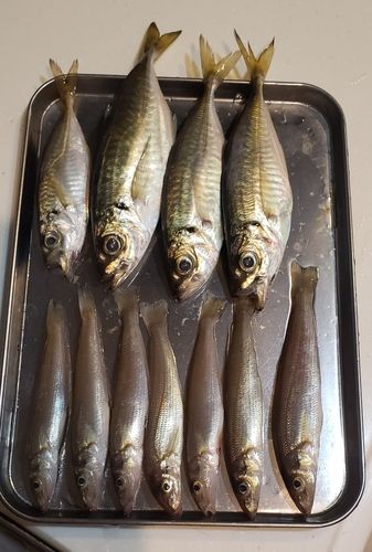 シロギスの釣果