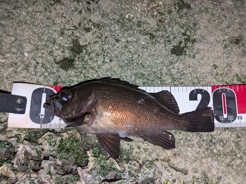 メバルの釣果