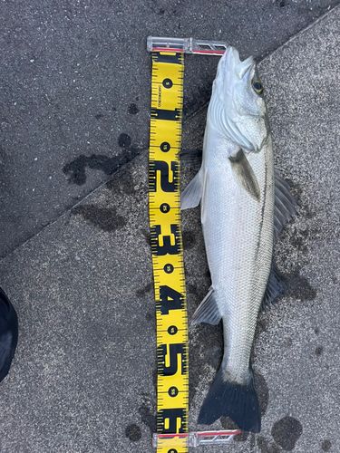 スズキの釣果