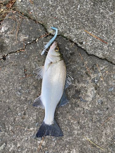 セイゴ（ヒラスズキ）の釣果