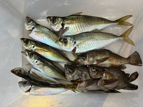 アジの釣果
