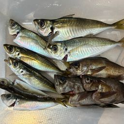 アジ