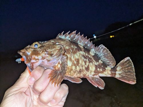 カサゴの釣果