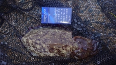 コウイカの釣果