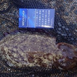 コウイカ