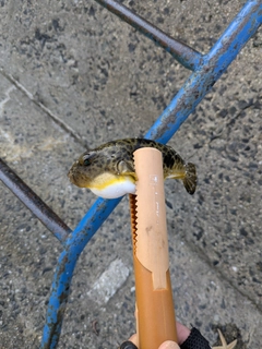 フグの釣果